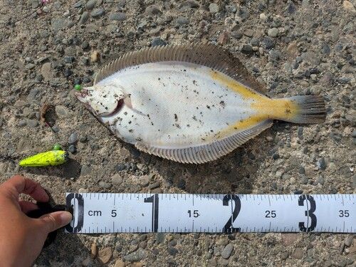 マガレイの釣果