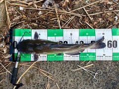 アメリカナマズの釣果