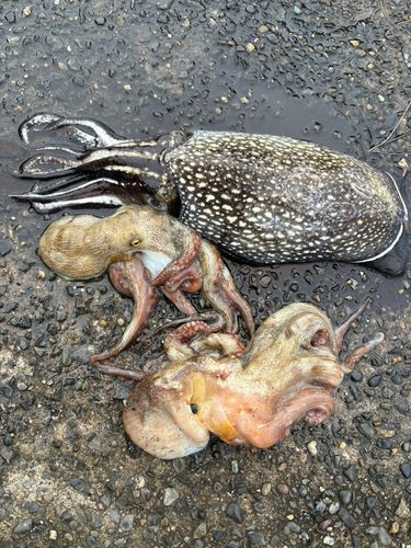 タコの釣果