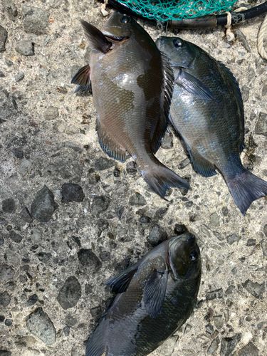 メジナの釣果