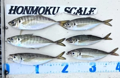 アジの釣果