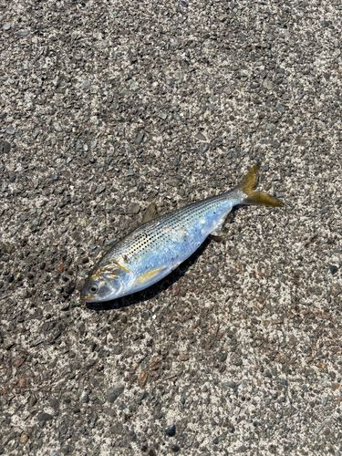 コノシロの釣果