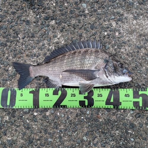 チヌの釣果