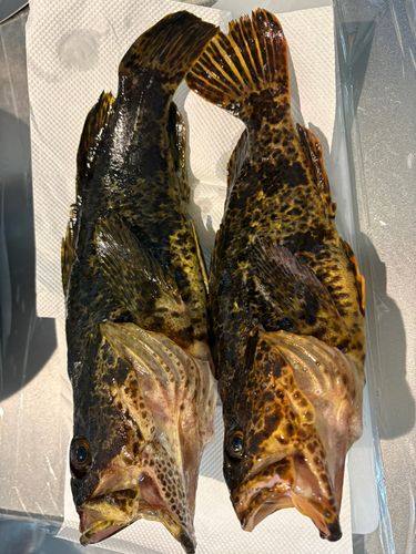 タケノコメバルの釣果
