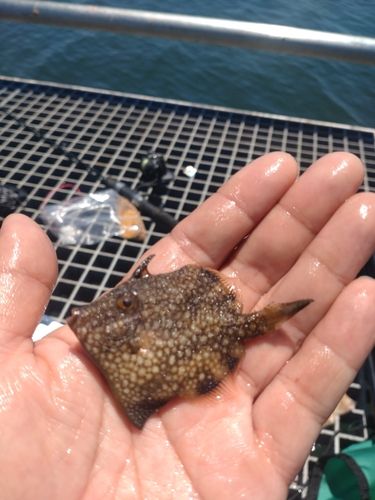 アミメハギの釣果