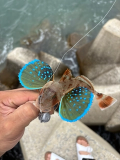 ホウボウの釣果