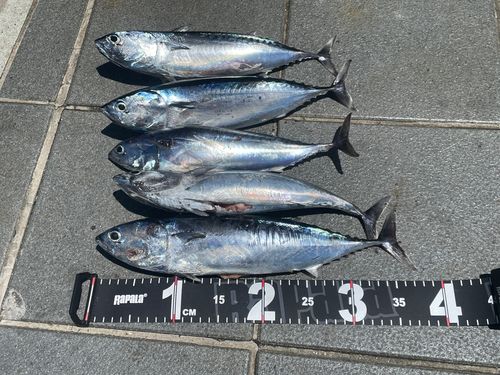 ソウダガツオの釣果