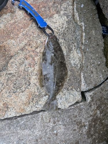 ヒラメの釣果