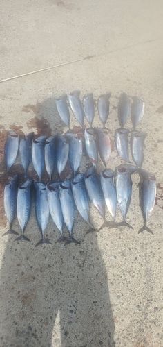 ソウダガツオの釣果