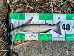 アメリカナマズの釣果