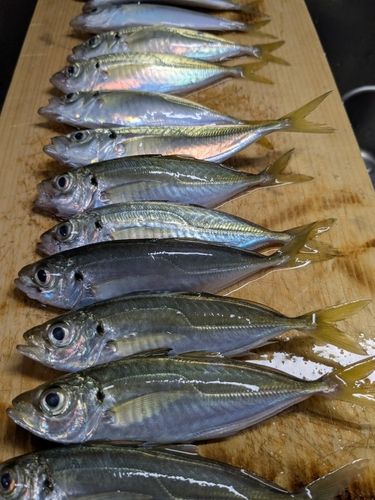 アジの釣果