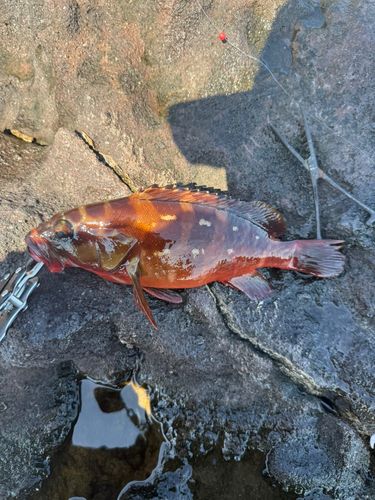 アカハタの釣果
