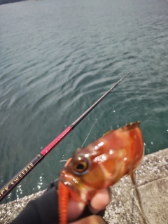 アカハタの釣果