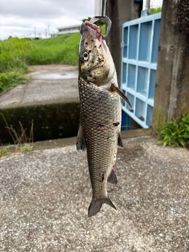 ニゴイの釣果