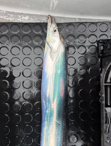 タチウオの釣果
