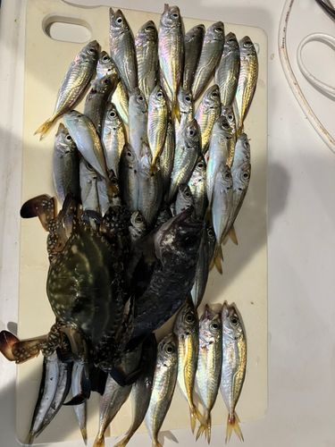 アジの釣果