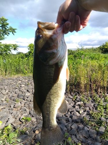 ラージマウスバスの釣果