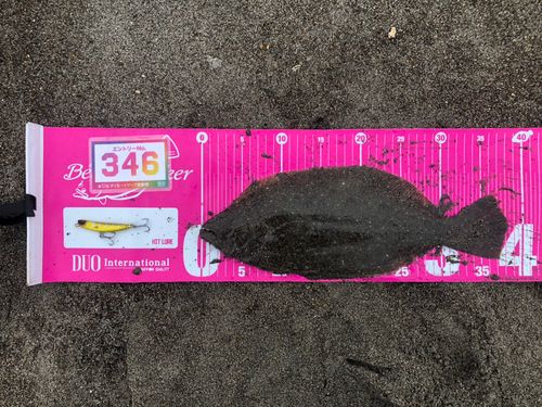 ヒラメの釣果