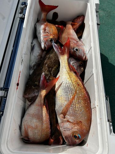 マダイの釣果