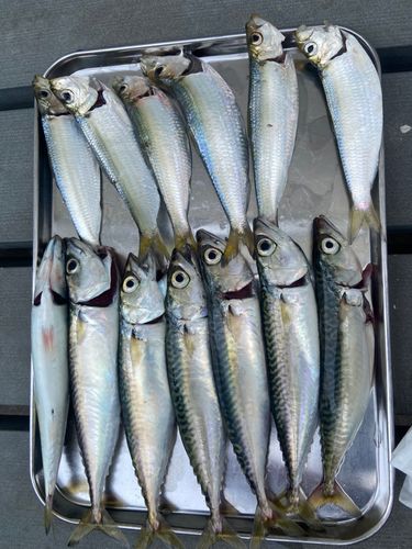 サバの釣果