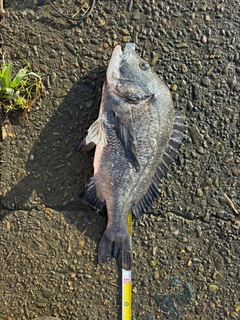 クロダイの釣果