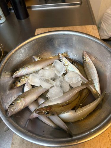 シロギスの釣果