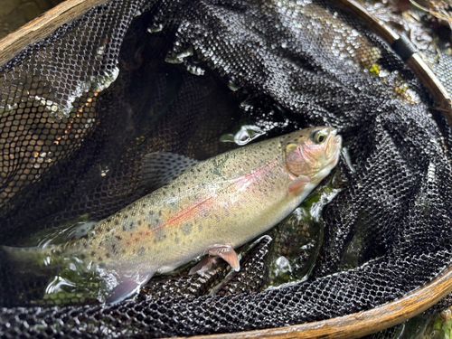 ニジマスの釣果