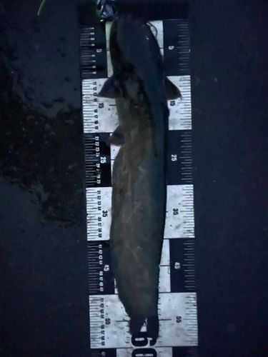 ナマズの釣果