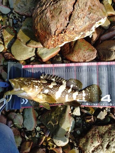 アユの釣果