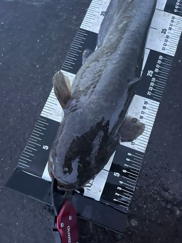 ナマズの釣果