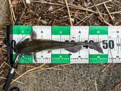 アメリカナマズの釣果