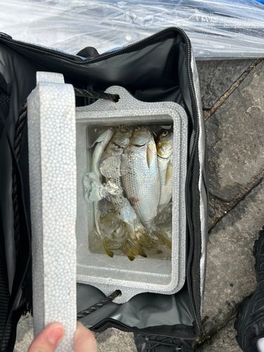 コノシロの釣果