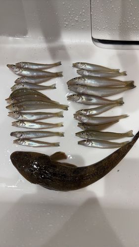 キスの釣果
