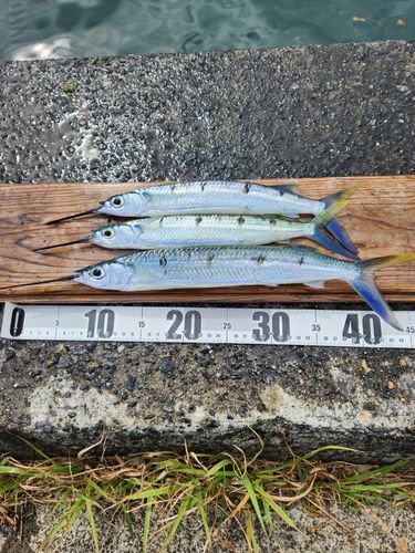 ホシザヨリの釣果