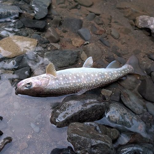 エゾイワナの釣果