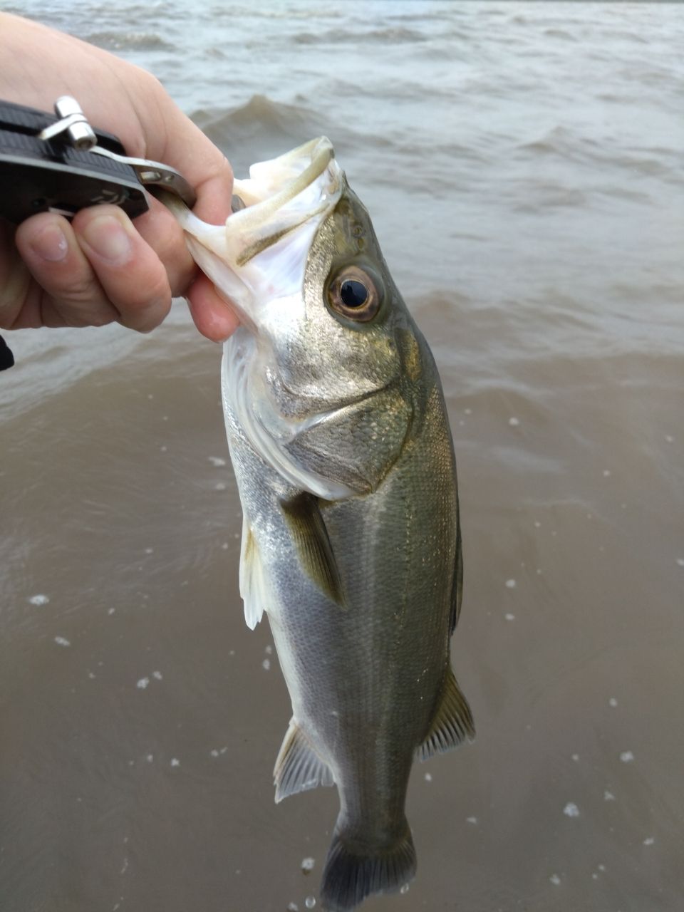 DAIWA 21モアザン ブランジーノ EX AGS 94MLの最安値・インプレ・釣果