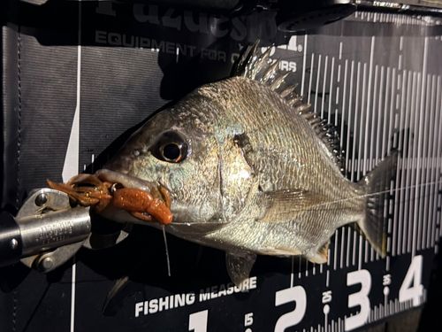 キビレの釣果