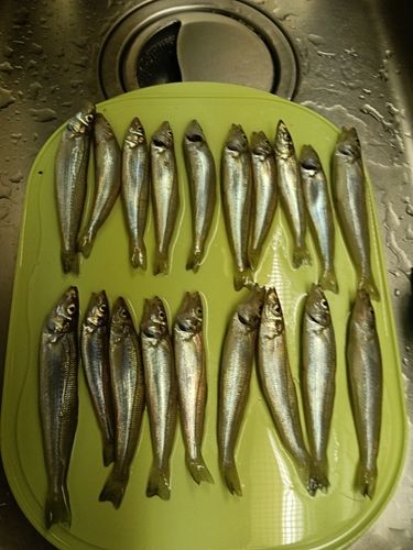キスの釣果