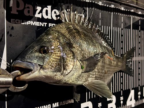 チヌの釣果