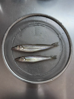 シロギスの釣果