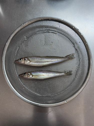 シロギスの釣果