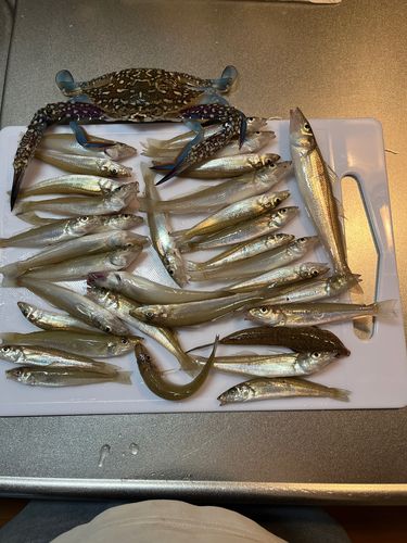 キスの釣果