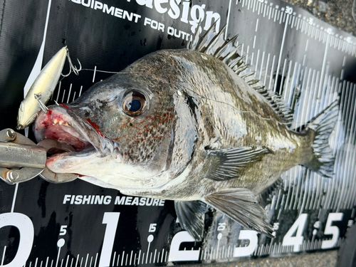 チヌの釣果