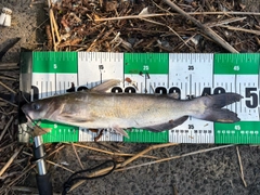 アメリカナマズの釣果