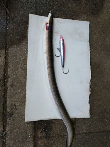 アカハタの釣果