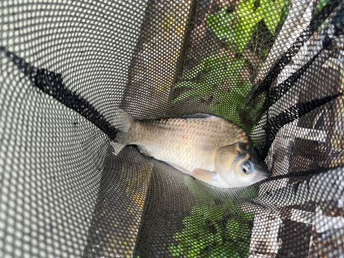 ヘラブナの釣果