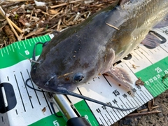 アメリカナマズの釣果
