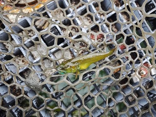 アナハゼの釣果