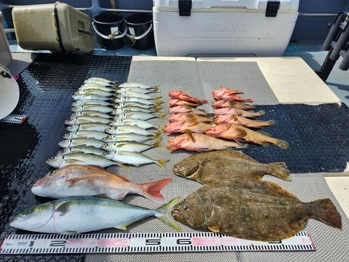 ヒラメの釣果