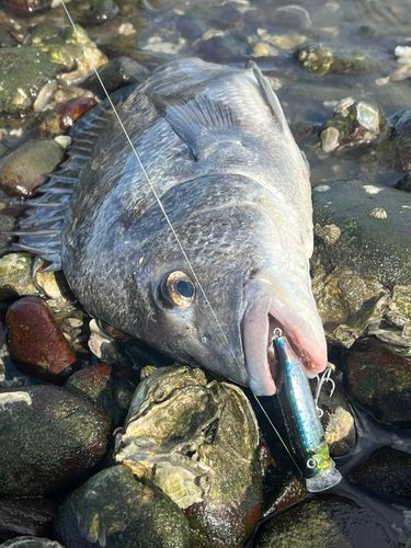 チヌの釣果